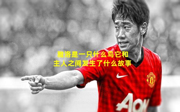 雅洛是一只什么鸟它和主人之间发生了什么故事
